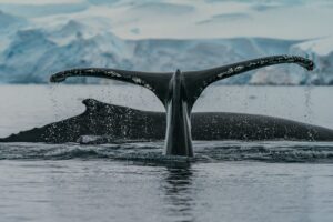 Scopri di più sull'articolo Il canto delle Balene